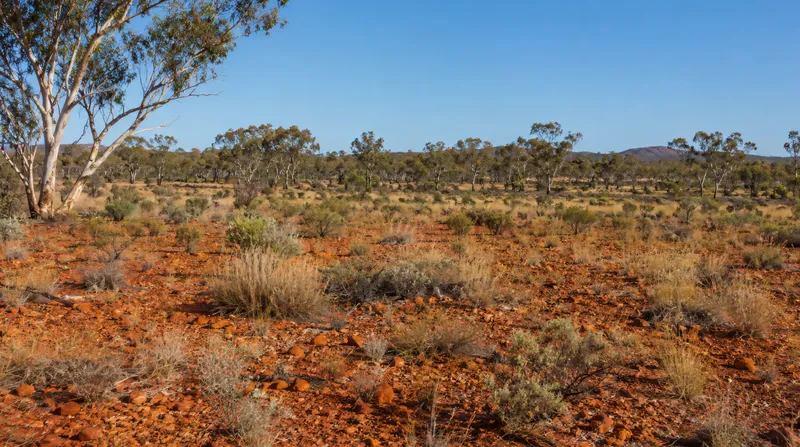 Dry Australian goldfields bushland with gum trees, red earth and a detector beside a four-wheel-drive track