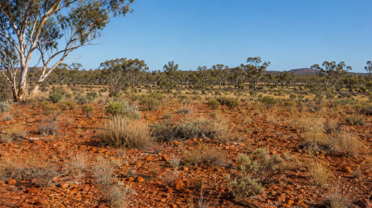 Dry Australian goldfields bushland with gum trees, red earth and a detector beside a four-wheel-drive track